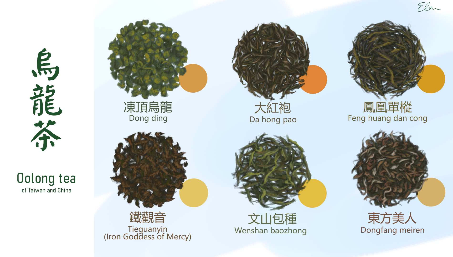 Photo of paintings of various types of tea