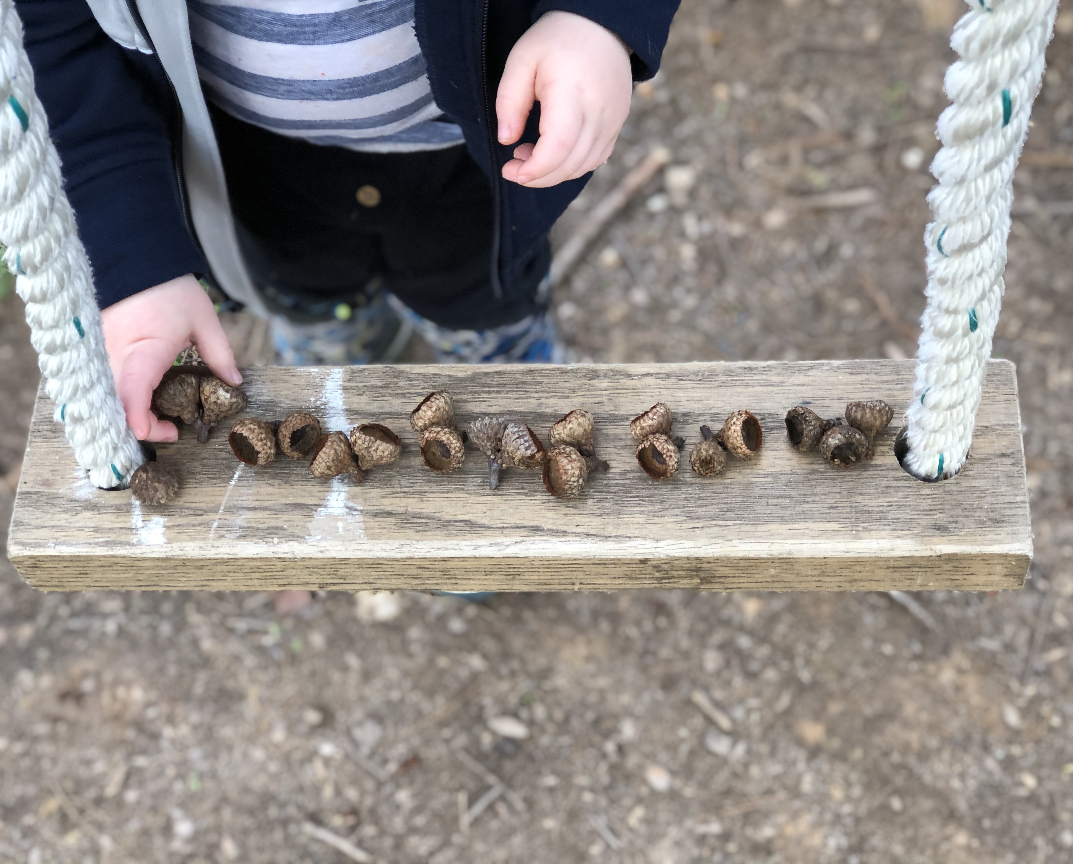 A parade of acorns comprised of acorns in a row